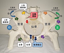 仙腸関節 | 名古屋市守山区 ふるさわ指圧治療院