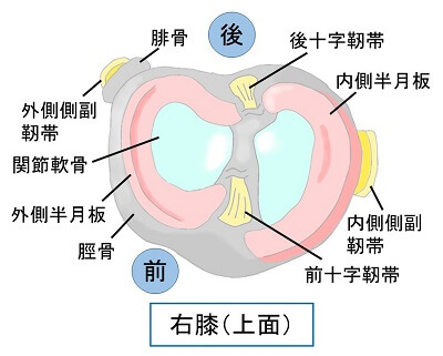 右膝（上面）