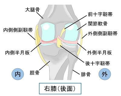 右膝（後面）