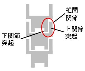 椎間関節の模式図