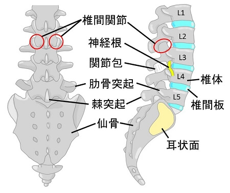 椎間関節