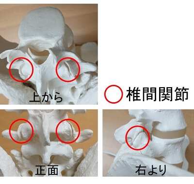 椎間関節(模型)