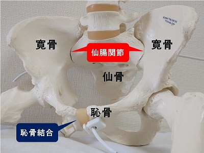 恥骨結合と仙腸関節