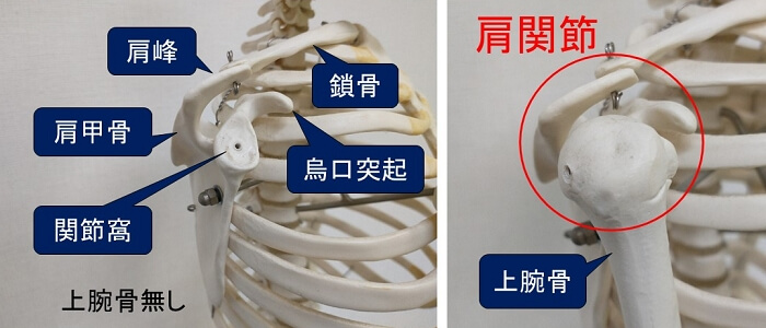 肩関節の構成