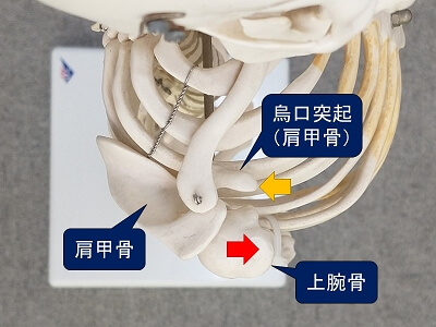 肩関節の後側の隙間を広げる（模型）