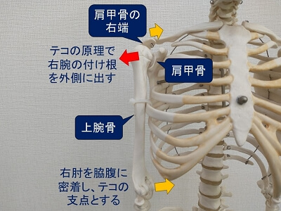 肩関節の内側の隙間を広げる（模型）