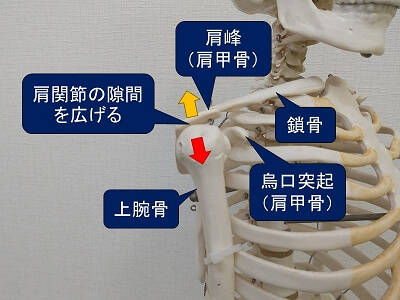 肩関節の上側の隙間を広げる（模型）