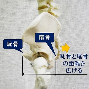 恥骨と尾骨の距離を広げる