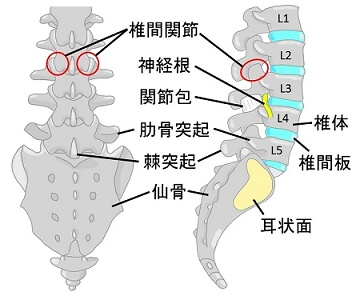腰椎と椎間関節