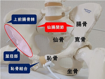 仙腸関節（骨盤模型）