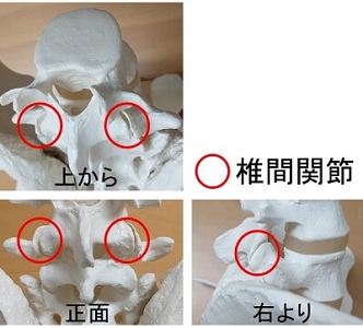 椎間関節（模型）