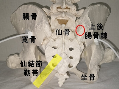 上後腸骨棘と仙結節靭帯