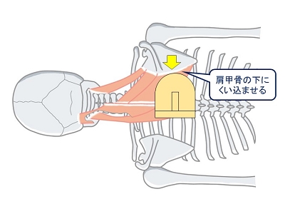 肩甲骨の下にくい込ませる